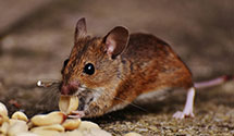 24 Hour & Emergency Exterminators in Coulee Dam, WA